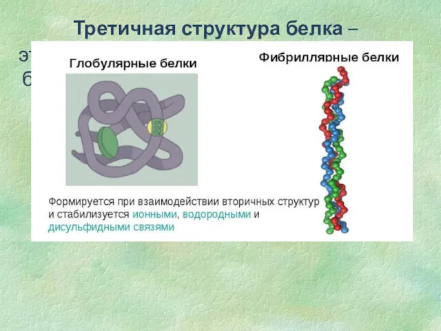 Третичная структура белка – это способ укладки спиральной структуры благодаря дисульфидным связям (между мономерами цистеина).