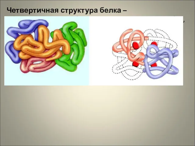 Четвертичная структура белка – образуется, когда объединяются несколько глобул, каждая