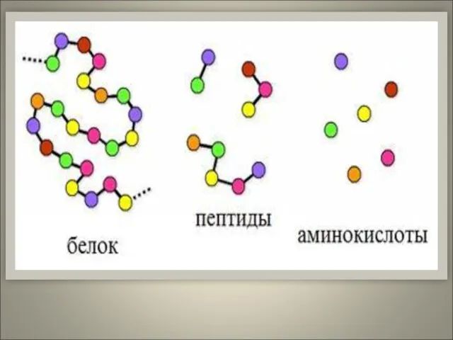 Белки – это биополимеры, мономерами которых являются аминокислоты. Аминокислоты –