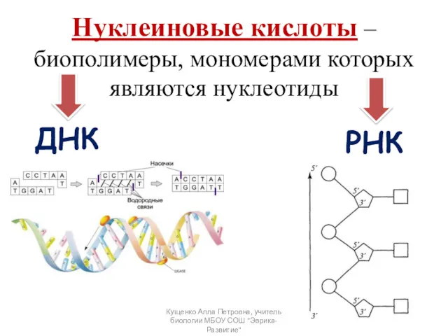 Нуклеиновые кислоты – биополимеры, мономерами которых являются нуклеотиды ДНК РНК