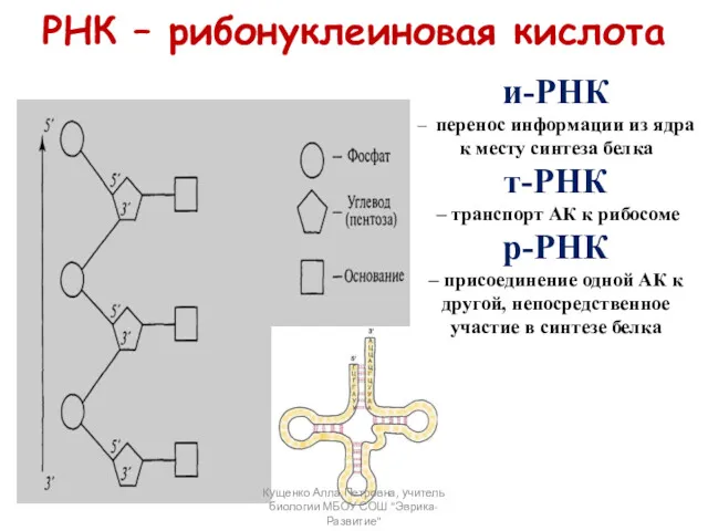 РНК – рибонуклеиновая кислота и-РНК – перенос информации из ядра