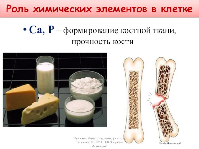 Ca, P – формирование костной ткани, прочность кости Роль химических