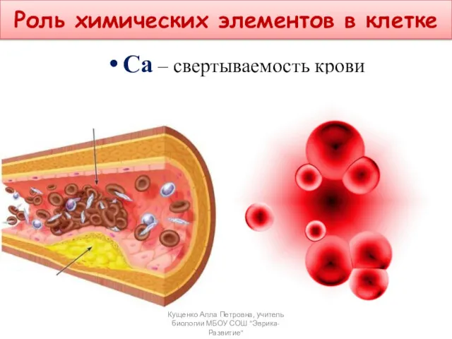 Ca – свертываемость крови Роль химических элементов в клетке Кущенко