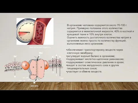 В организме человека содержится около 70-100 г натрия. Примерно половина этого количества содержится