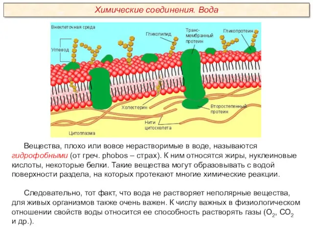 Вещества, плохо или вовсе нерастворимые в воде, называются гидрофобными (от