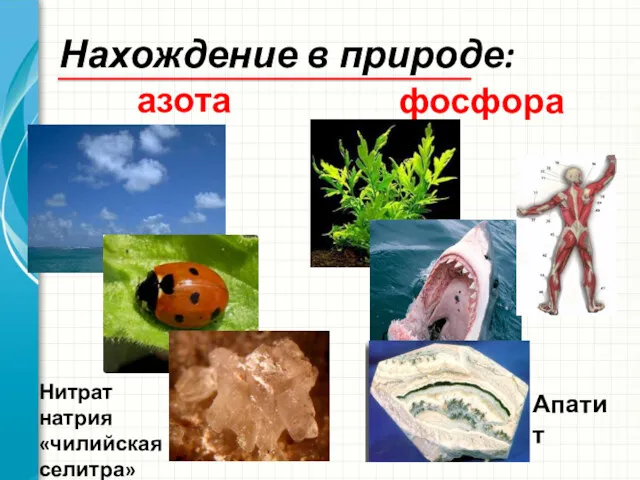 Нахождение в природе: азота фосфора Нитрат натрия «чилийская селитра» Апатит