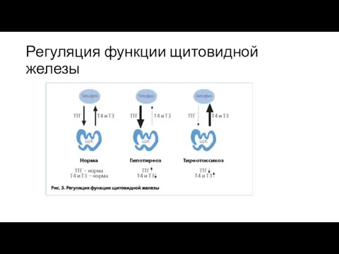 Регуляция функции щитовидной железы