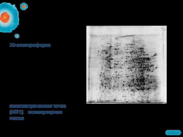 2D-электрофорез – это метод разделения тысячи белковых компонентов в одном