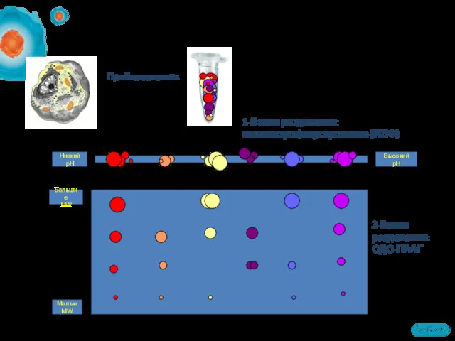 Большие MW Малые MW Высокий pH Низкий pH Как протекает