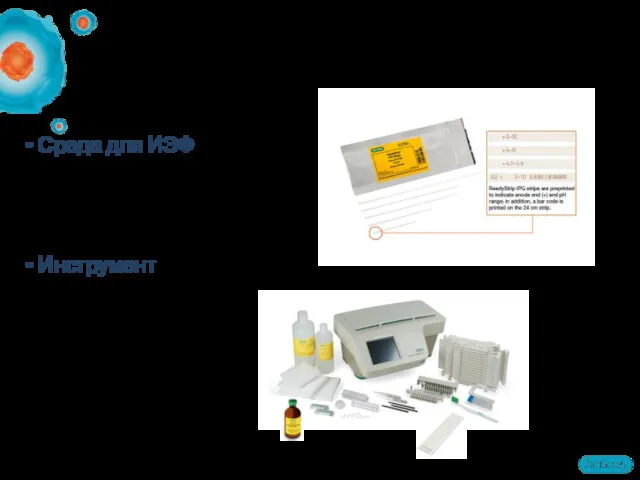 Инструменты для ИЭФ Среда для ИЭФ: IPG стрипы Инструмент: ИЭФ ячейка