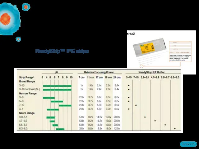 IPG стрипы доступны с различным градиентом pH и длиной IPG стрипы ReadyStrip™ IPG strips