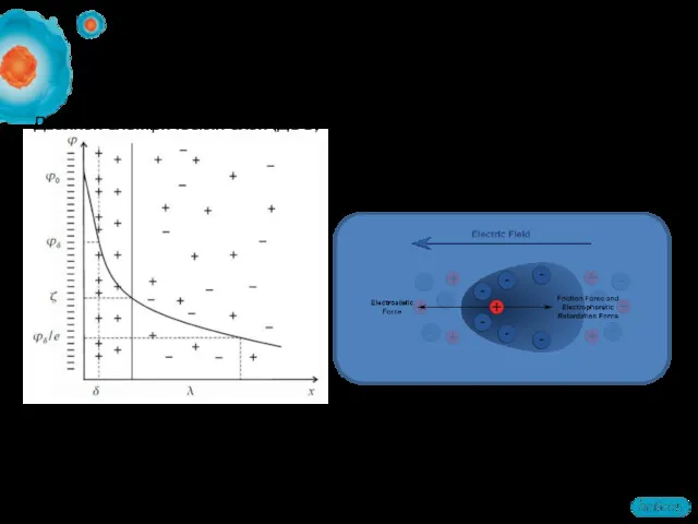 Теория электрофореза Двойной электрический слой (ДЭС) Строение ДЭС: Слой Гельмгольца