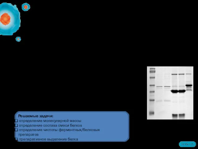 SDS-PAGE Электрофорез белков в полиакриламидном геле — метод разделения смесей
