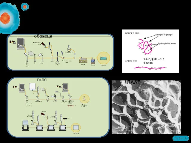 Процедура SDS-PAAG 1. Подготовка образца 2. Подготовка геля Структура ПААГ
