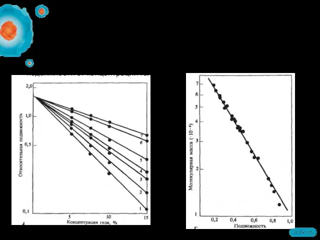 Интерпретация Зависимость относительной подвижности от концентрации геля Относительная подвижность белков