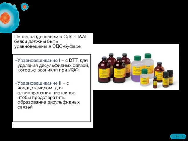 Перед разделением в СДС-ПААГ белки должны быть уравновешены в СДС-буфере