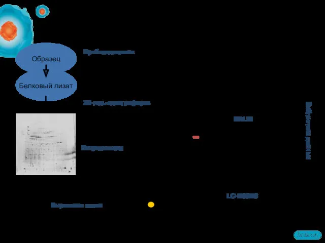 Белковый лизат MALDI Библиотеки данных Пробоподготовка экстракция белков очистка префракционирование
