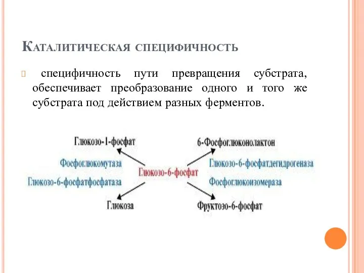 Каталитическая специфичность специфичность пути превращения субстрата, обеспечивает преобразование одного и