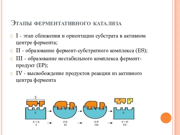 Этапы ферментативного катализа I - этап сближения и ориентации субстрата