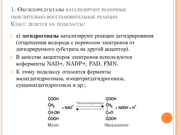 1. Оксидоредуктазы катализируют различные окислительно-восстановительные реакции. Класс делится на подклассы: