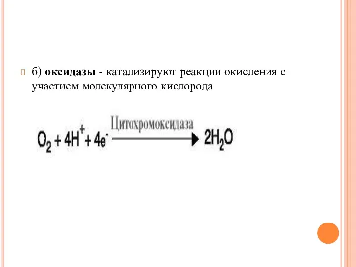 б) оксидазы - катализируют реакции окисления с участием молекулярного кислорода