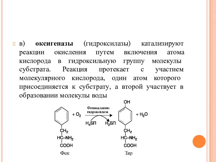 в) оксигеназы (гидроксилазы) катализируют реакции окисления путем включения атома кислорода