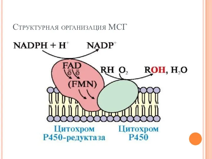 Структурная организация МСГ