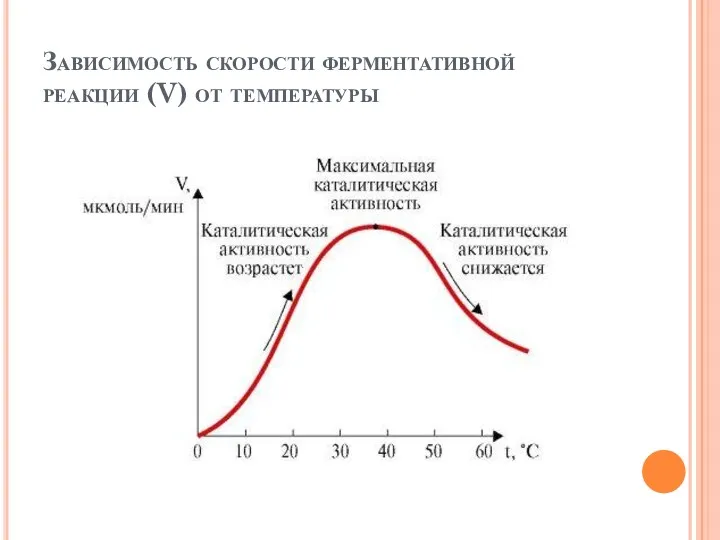 Зависимость скорости ферментативной реакции (V) от температуры