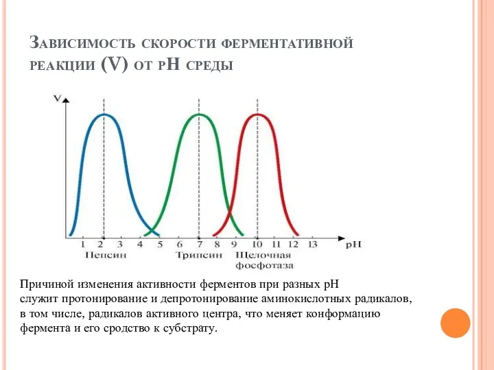 Зависимость скорости ферментативной реакции (V) от рН среды Причиной изменения