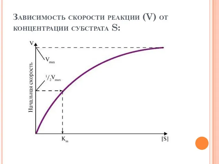 Зависимость скорости реакции (V) от концентрации субстрата S: