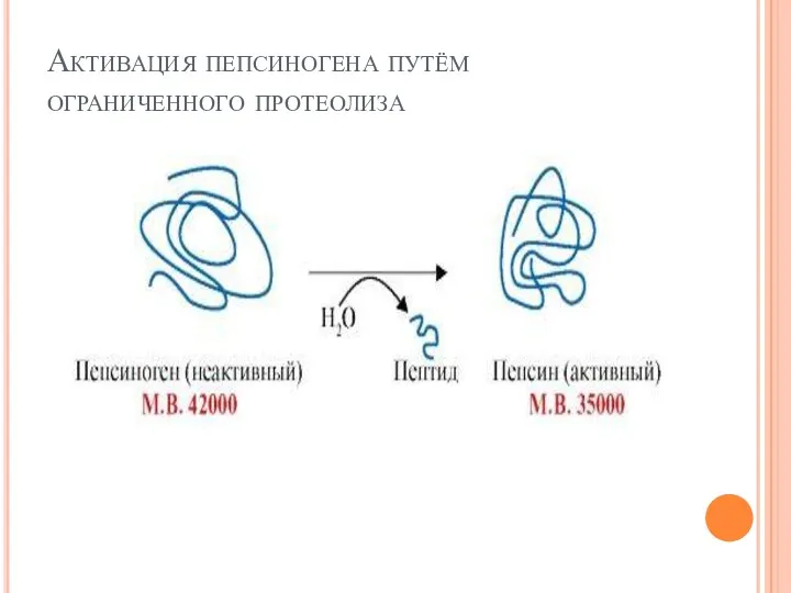 Активация пепсиногена путём ограниченного протеолиза