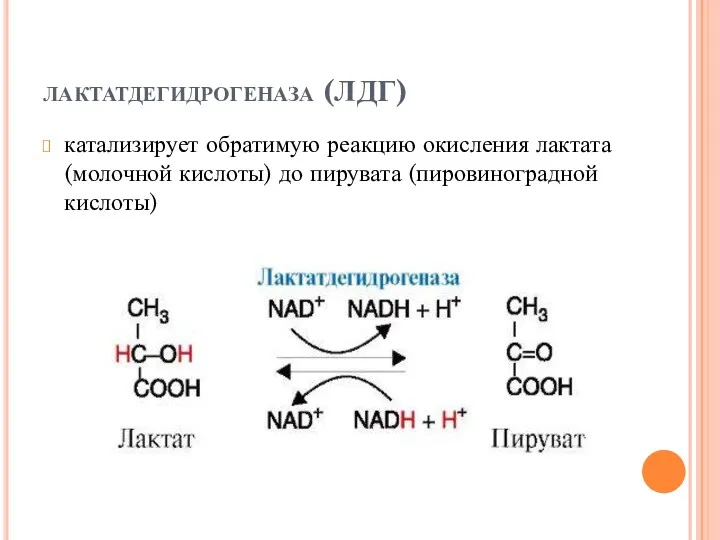 лактатдегидрогеназа (ЛДГ) катализирует обратимую реакцию окисления лактата (молочной кислоты) до пирувата (пировиноградной кислоты)