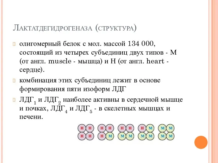 Лактатдегидрогеназа (структура) олигомерный белок с мол. массой 134 000, состоящий