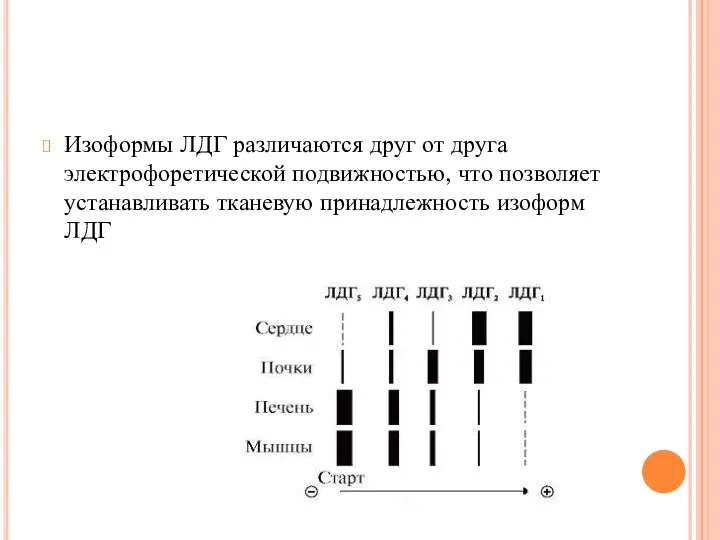 Изоформы ЛДГ различаются друг от друга электрофоретической подвижностью, что позволяет устанавливать тканевую принадлежность изоформ ЛДГ