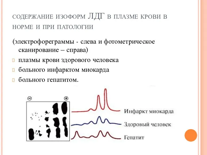 содержание изоформ ЛДГ в плазме крови в норме и при