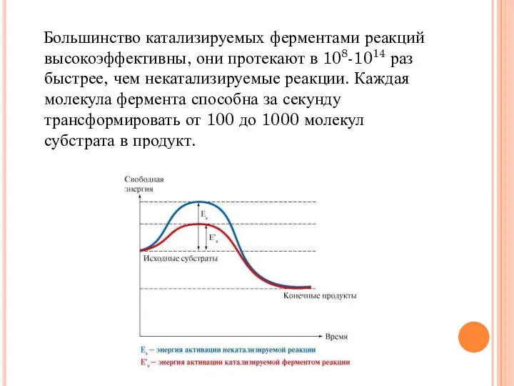 Большинство катализируемых ферментами реакций высокоэффективны, они протекают в 108-1014 раз