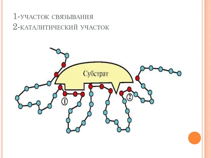 1-участок связывания 2-каталитический участок