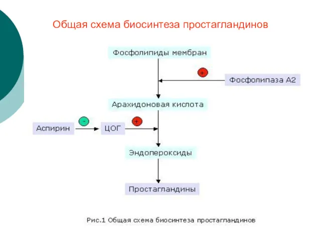 Общая схема биосинтеза простагландинов