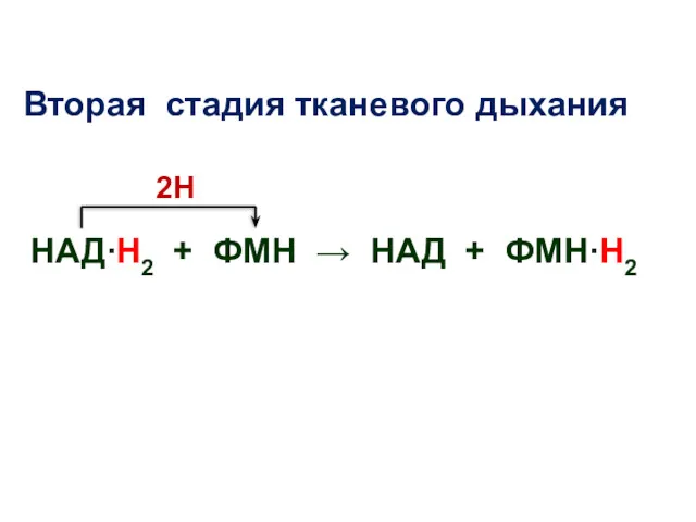 Вторая стадия тканевого дыхания 2Н НАД∙Н2 + ФМН → НАД + ФМН∙Н2