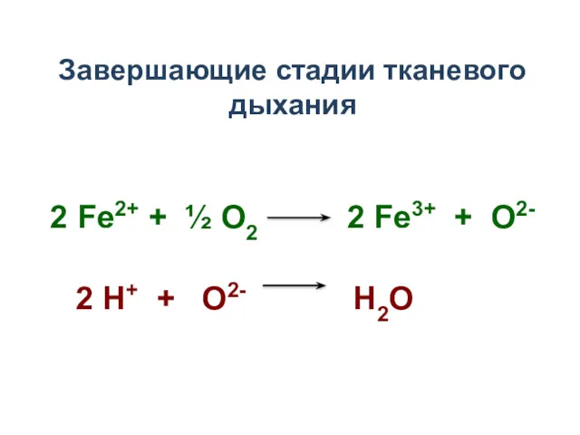 Завершающие стадии тканевого дыхания 2 Fe2+ + ½ O2 2