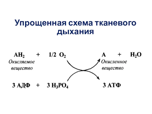 Упрощенная схема тканевого дыхания