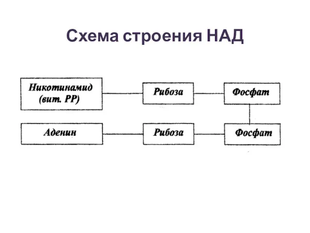 Схема строения НАД