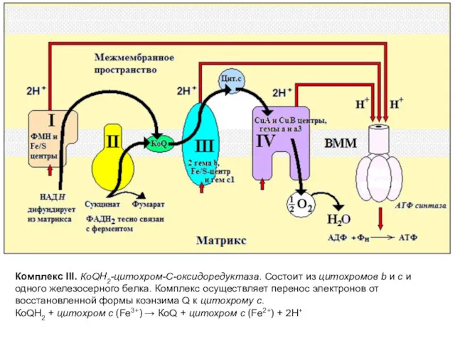 Комплекс III. КоQН2-цитохром-С-оксидоредуктаза. Состоит из цитохромов b и c и