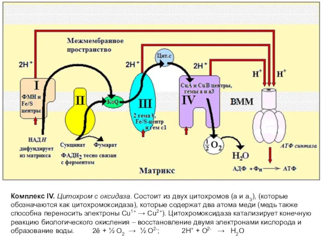 Комплекс IV. Цитохром c оксидаза. Состоит из двух цитохромов (а