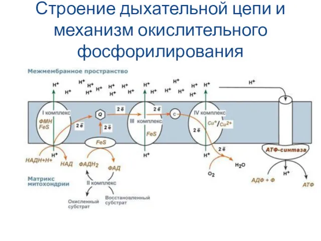 Строение дыхательной цепи и механизм окислительного фосфорилирования