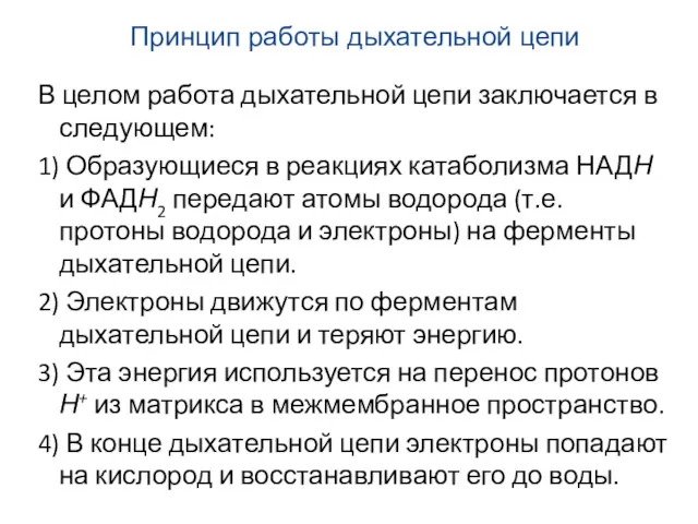 В целом работа дыхательной цепи заключается в следующем: 1) Образующиеся