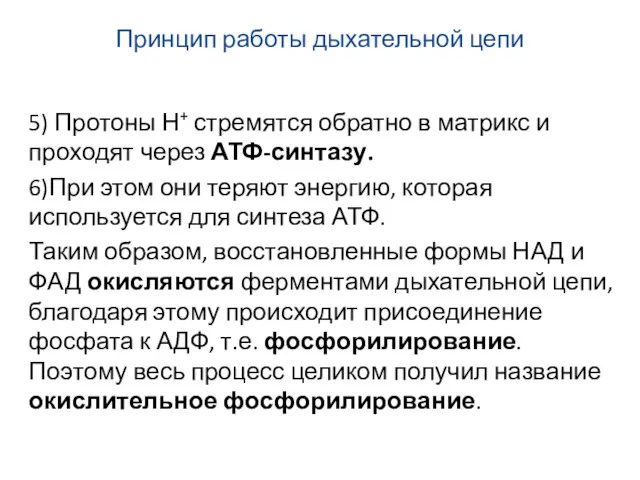 Принцип работы дыхательной цепи 5) Протоны Н+ стремятся обратно в