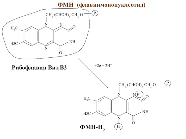 ФМН+ (флавинмононуклеотид) Рибофлавин Вит.B2 +2e + 2H+