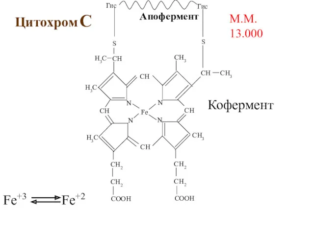 Цитохром С М.М. 13.000