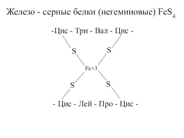 Железо - серные белки (негеминовые) FeS4